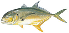 Crevalle Jack - Click to enlarge photo 