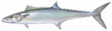 King Mackerel - Click to enlarge photo 