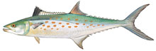 Spanish Mackerel - Click to enlarge photo