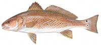 Red drum
