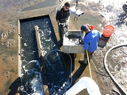 Restoring Rockfish in the Ashley River