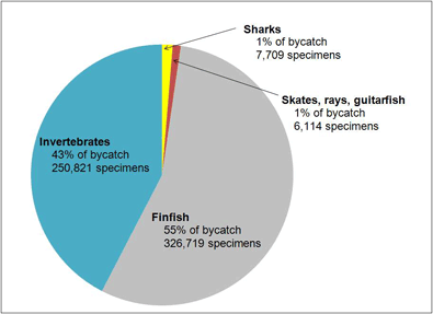 Pie chart of bycatch