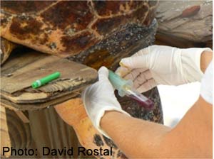 Drawing Blood from Sea Turtle - photography by David Rostal