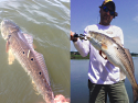 Mikey Clark (right) with a tagged red drum caught in April 2015. He caught the same fish (left) at almost the same time in 2014.