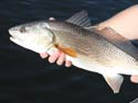 A red drum with a properly located tag.