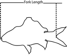 Fork Length - FL = fork length measure: Tip of snout to fork of tail.