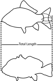 Total Length - TL = total length measure: Tip of snout to tip of tail (excluding filaments). Tail should be pinched.