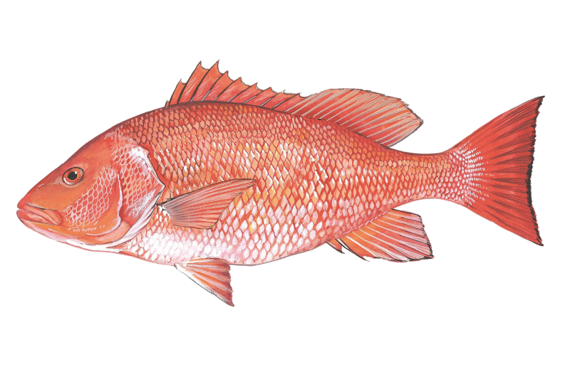 Art image of Red Snapper