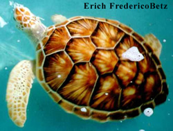 sea turtle shell