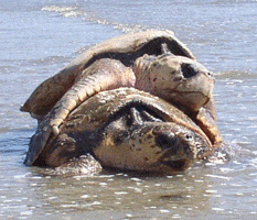 Mating Loggerheads