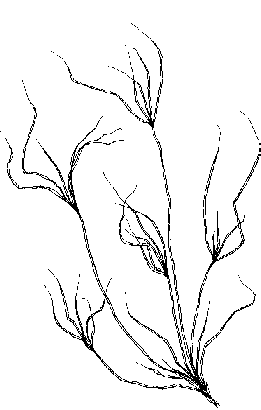 Line drawing of Slender Spikerush