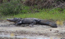 SCDNR - Wildlife Information - Alligator Public Draw Hunt