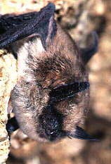 Eastern Small-footed Bat