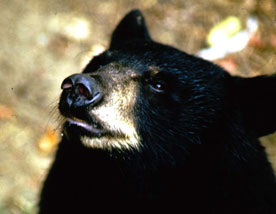 SCDNR - Wildlife - Black Bear Activities Report