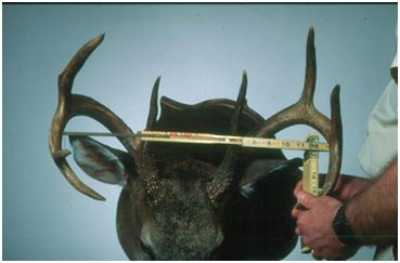 Measureing Inside Spread of Deer Antlers