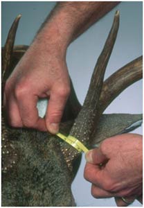 Measuring Circumference on Deer Antlers
