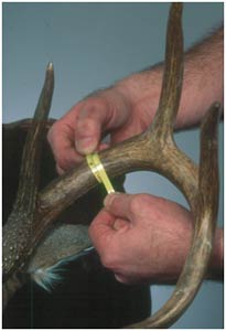 Measuring Circumferences on Deer Antlers
