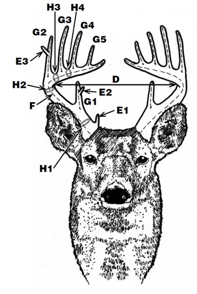 Illustration of Deer Angler Scoring