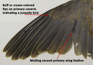 Juvenile mourning dove wing