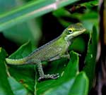 Lizards(link to additional information)
