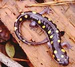 Salamanders (link to additional information)