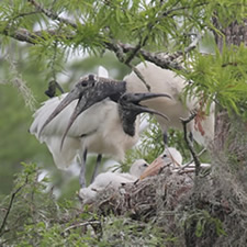 Wood Stork Nest