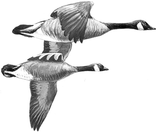 SCDNR - Waterfowl - Species - Canada Geese
