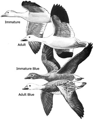 Snow Geese  U.S. Fish & Wildlife Service
