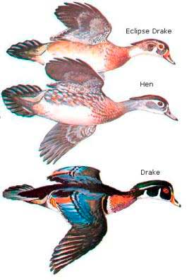 Die-off of wood ducks in SC due to Highly Pathogenic Avian